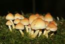 9915 Brick Caps (Hypholoma sublateritium).